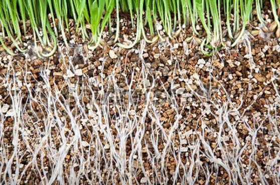 vermiculite tuinbouw & stal