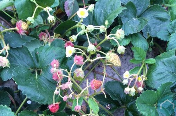 vilten voor de tuin Producten