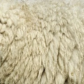 schapewol