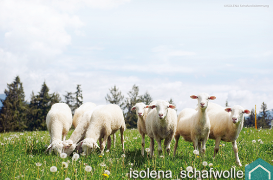 isolena schapewol