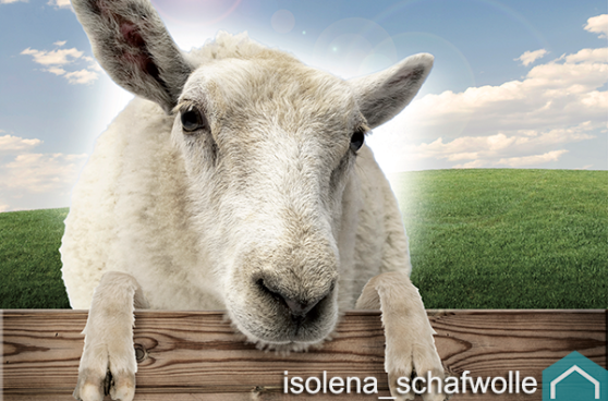 isolena schapewol