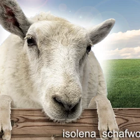 Isolena schapenwol : nu met correcte LCA