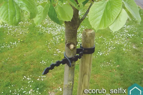 ecorubberboom