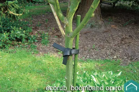 ecorubberboom