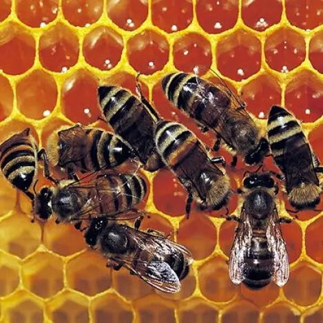 nieuwe huisstijl: honingraat