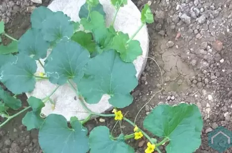mulchvilt & vermiculite