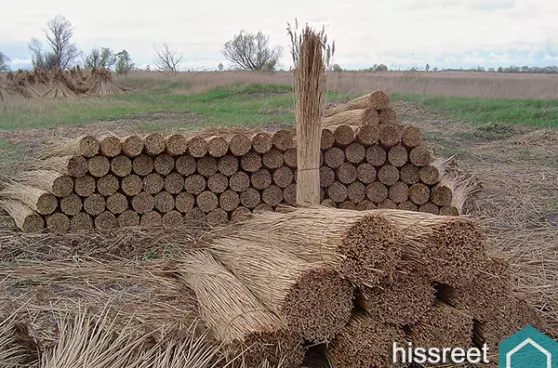 riet