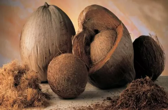 kokosvezel