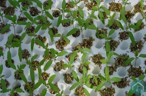 mulchvilt & vermiculite