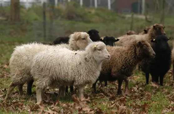 schapenwol