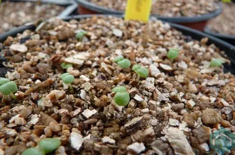 mulchvilt & vermiculite